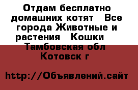 Отдам бесплатно домашних котят - Все города Животные и растения » Кошки   . Тамбовская обл.,Котовск г.